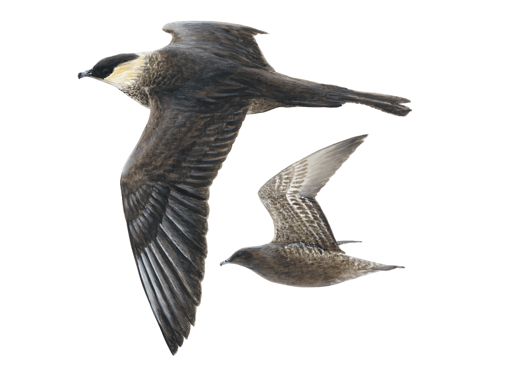 Arctic Skua