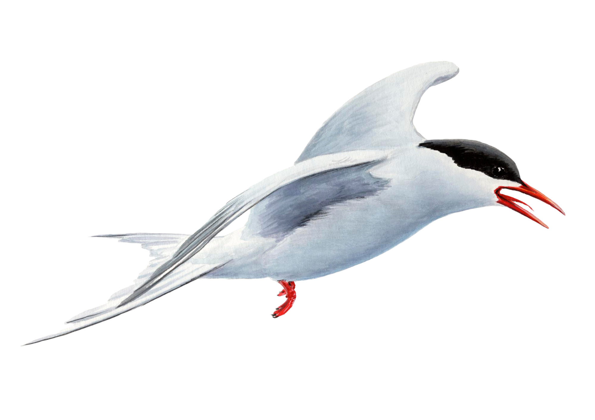 Arctic Tern