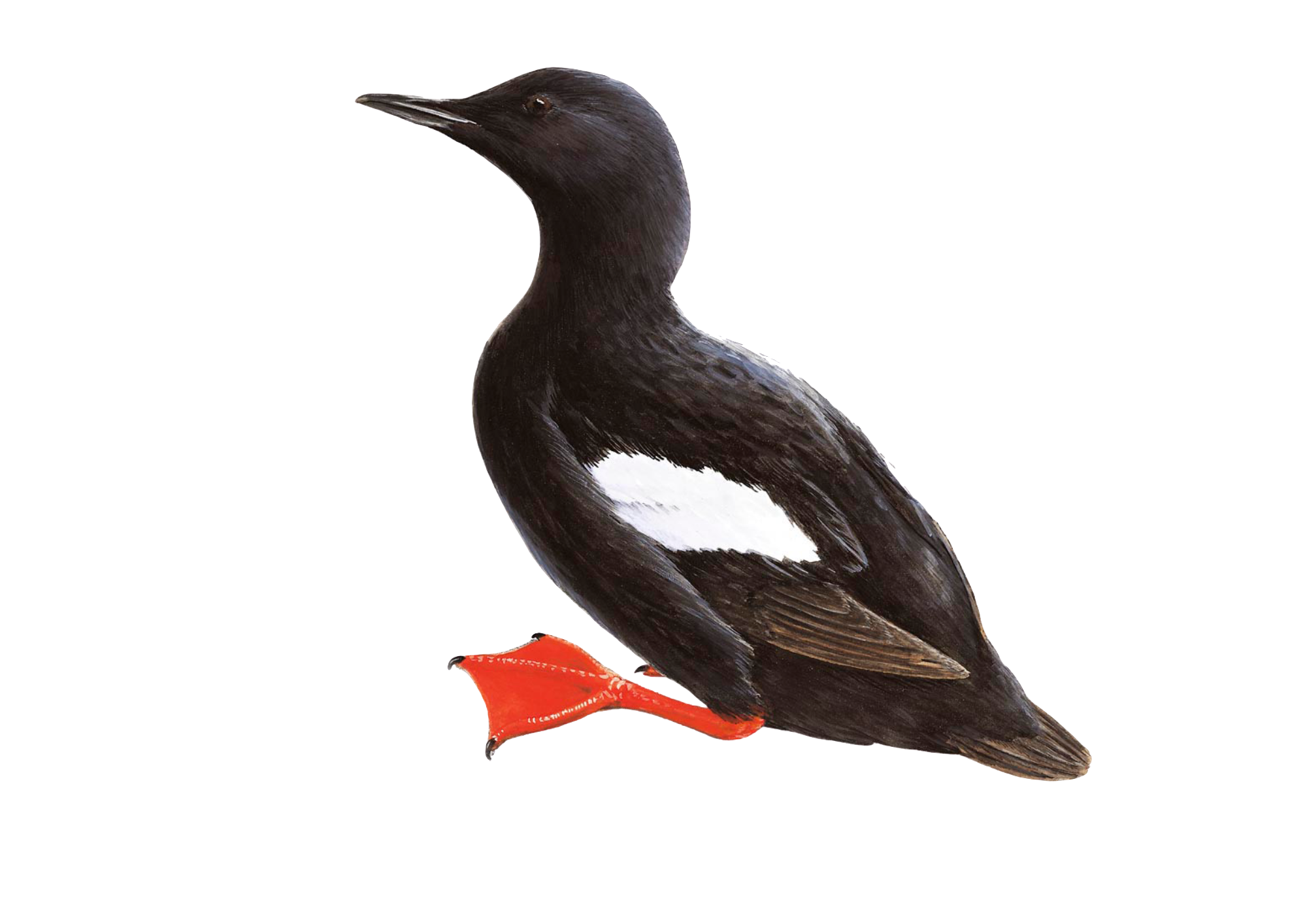 black guillemot