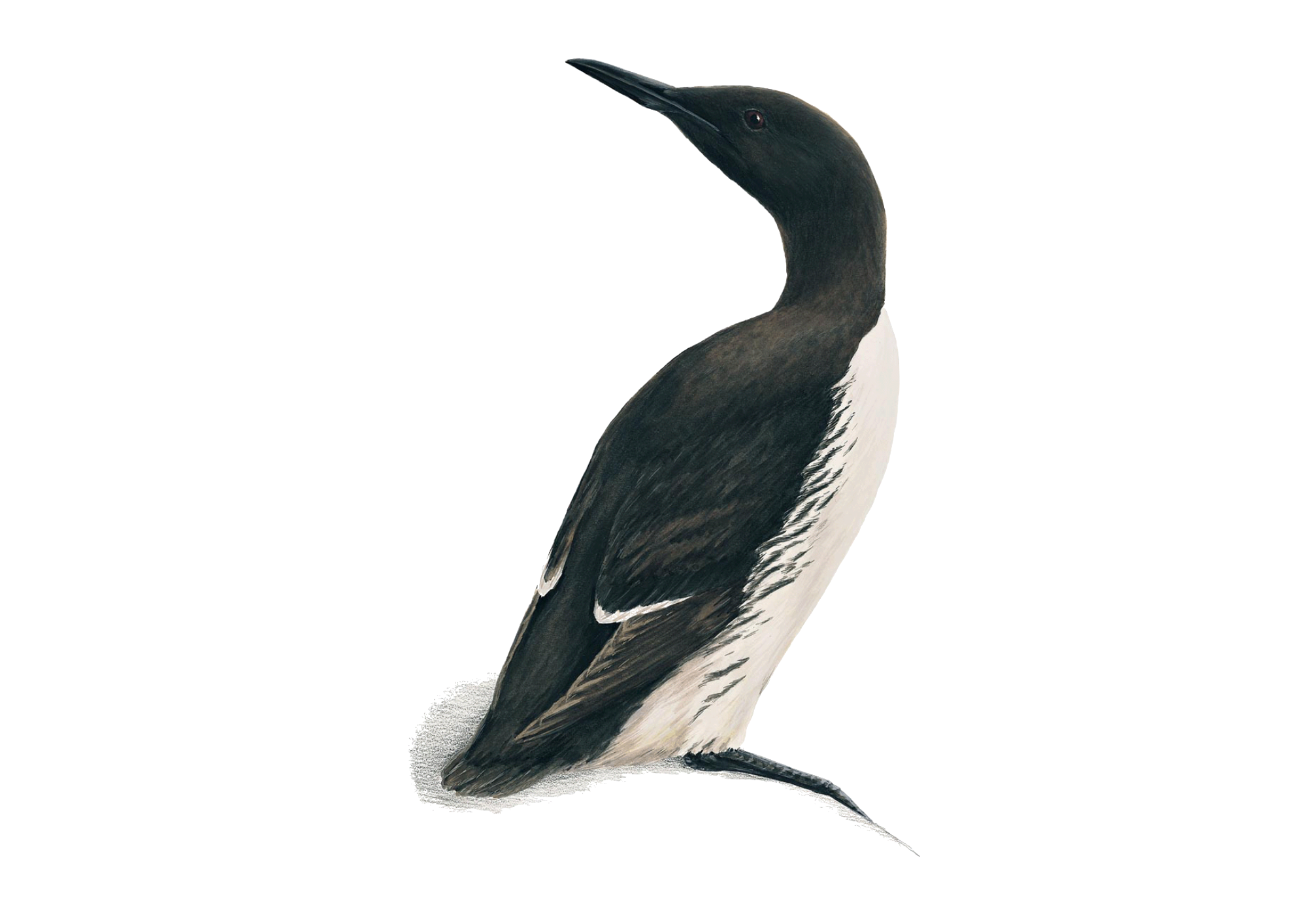common guillemot