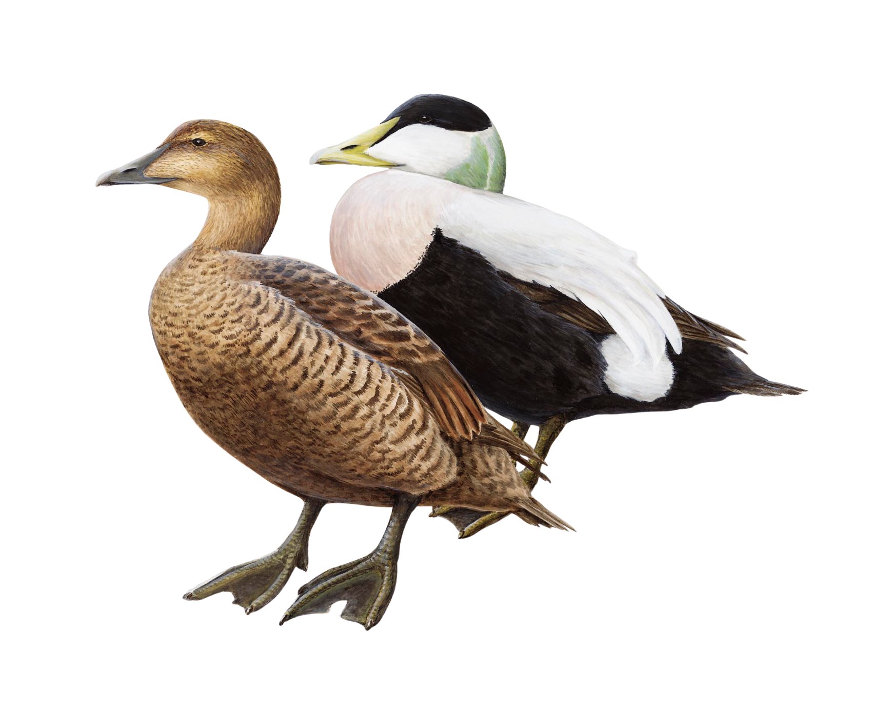 eider ducks