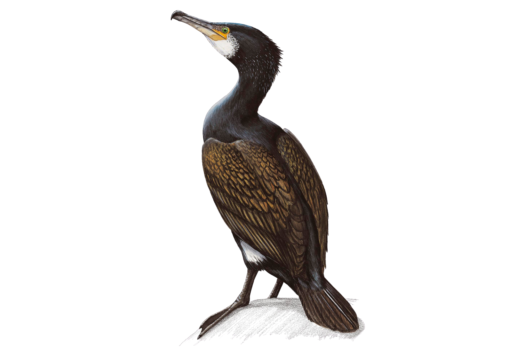 Great Cormorant