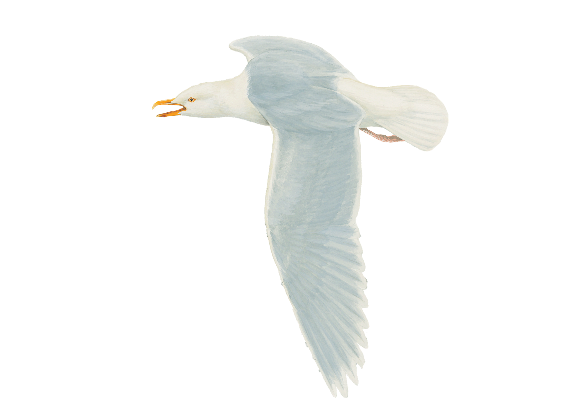 glaucous gull