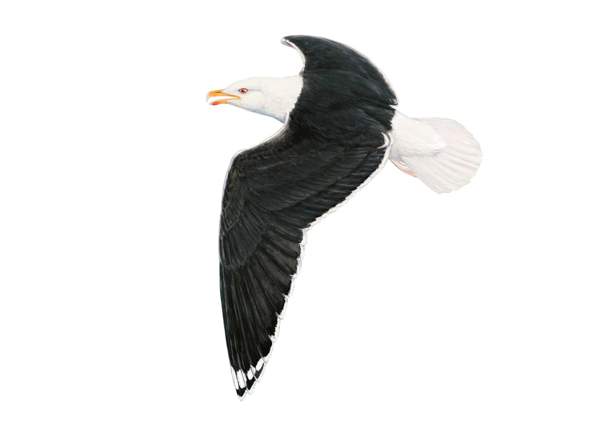 Great Black Backed Gull