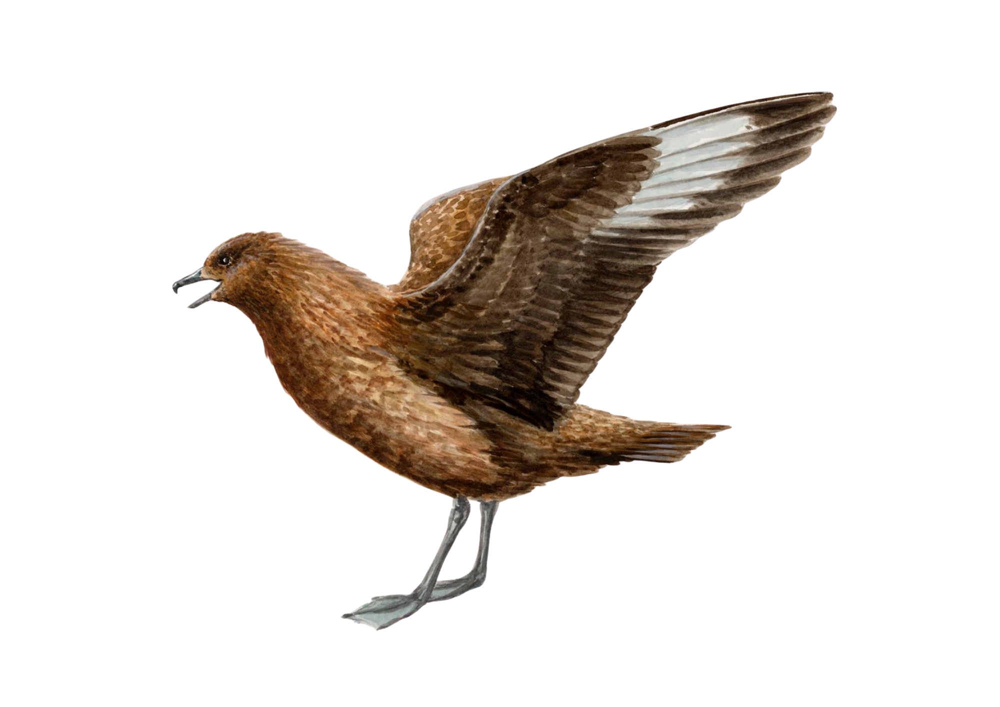 Great Skua