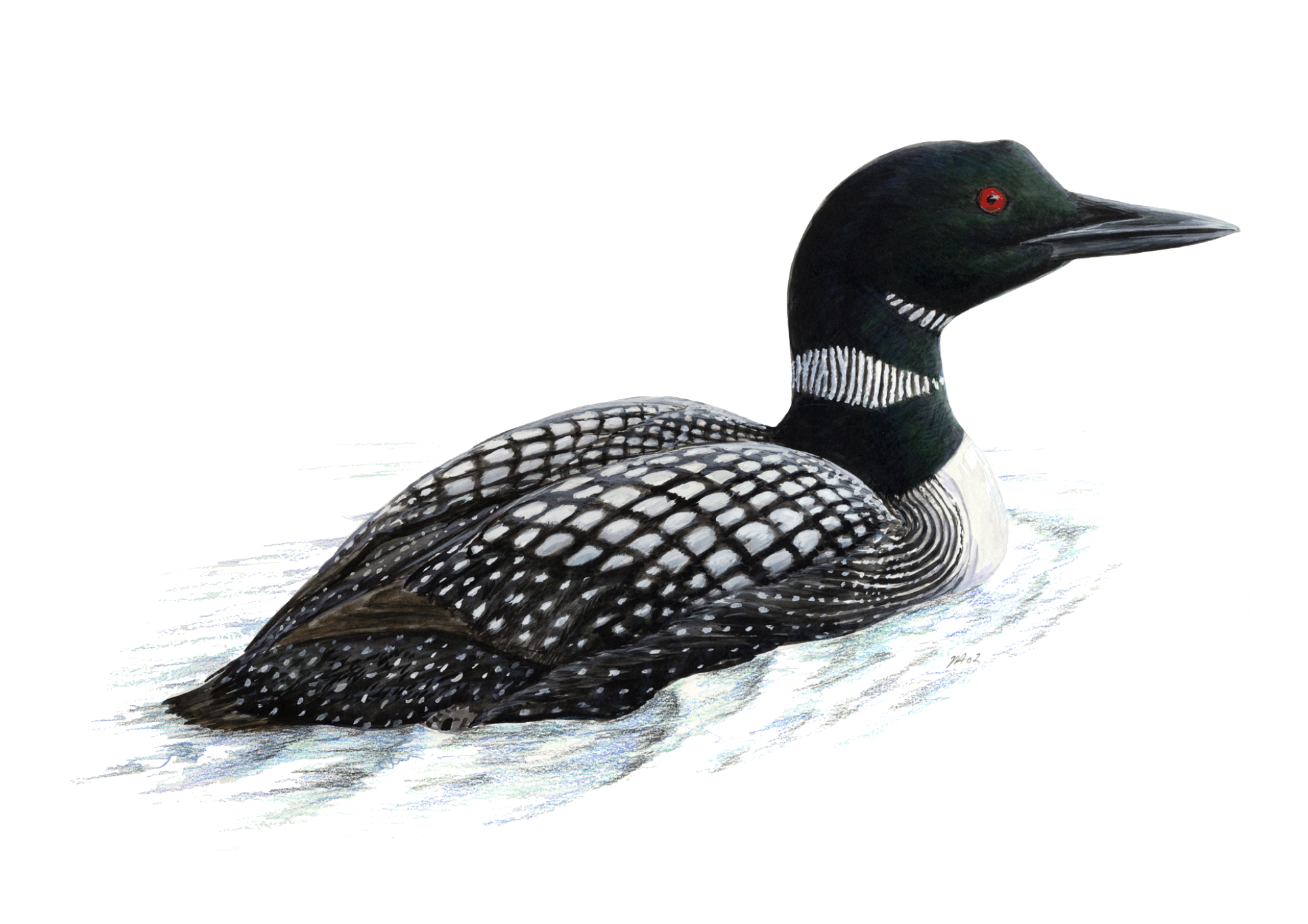 great northern diver