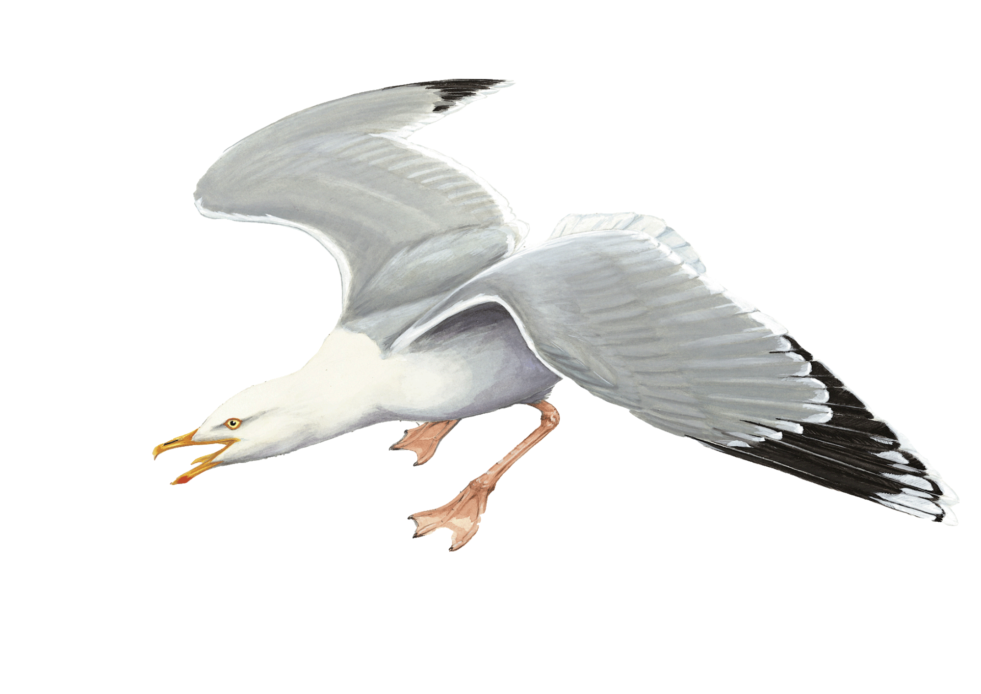 herring gull