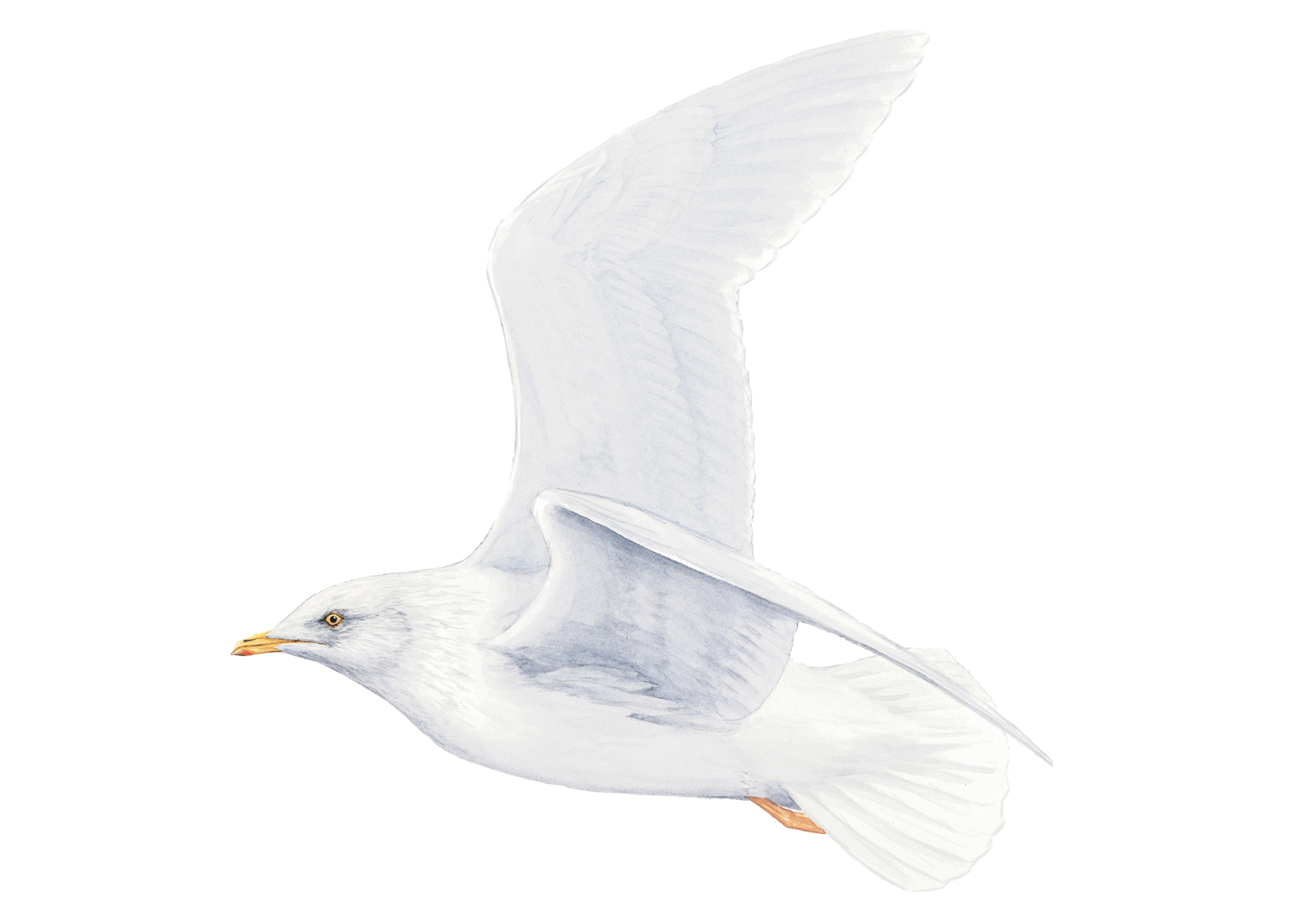 iceland gull