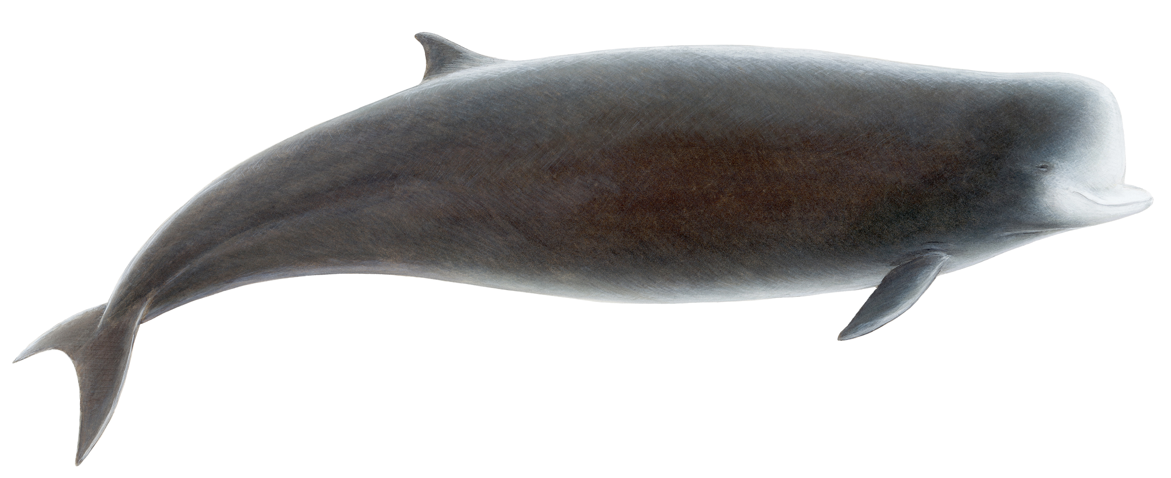 northern bottlenose whale