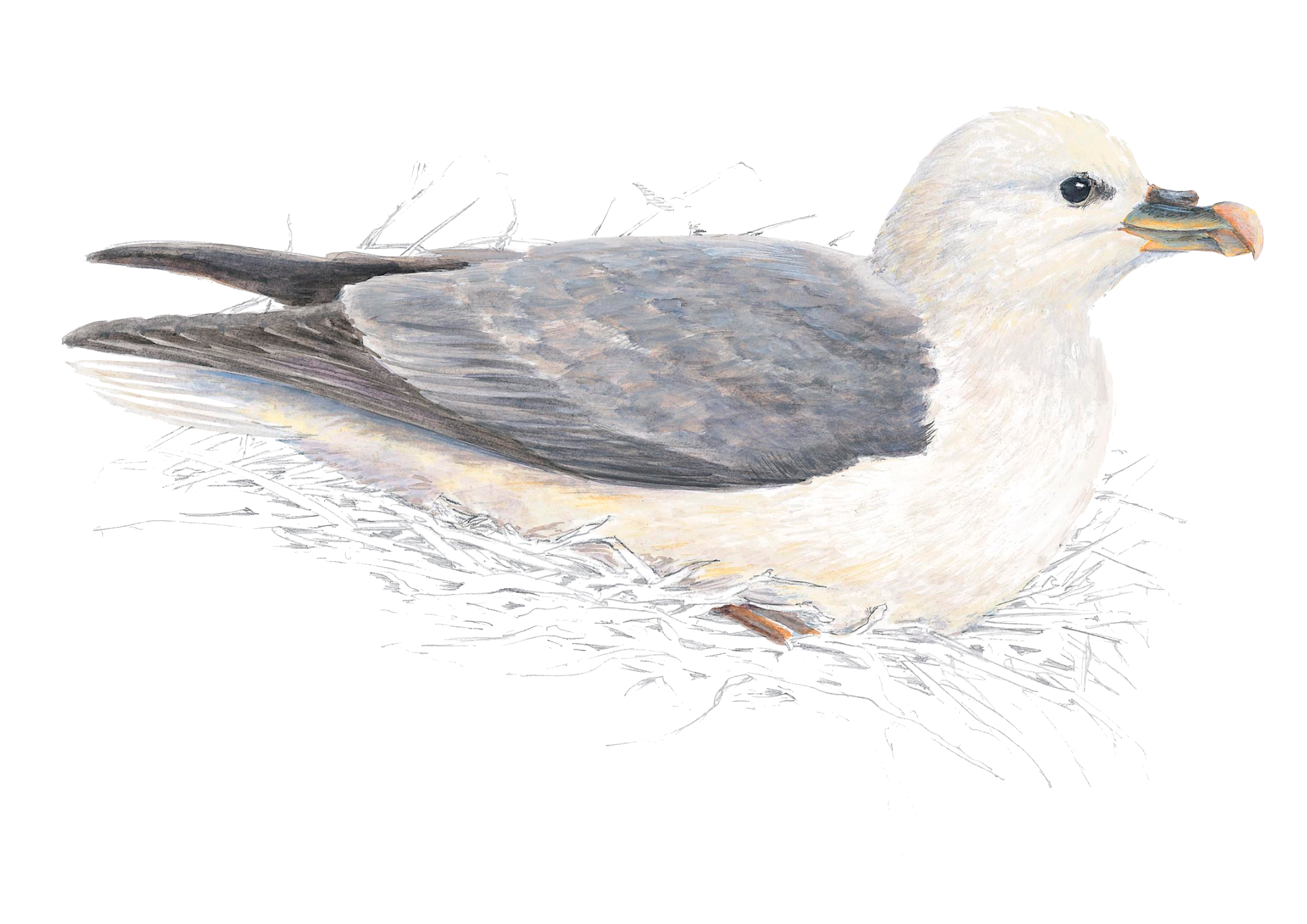 northern fulmar