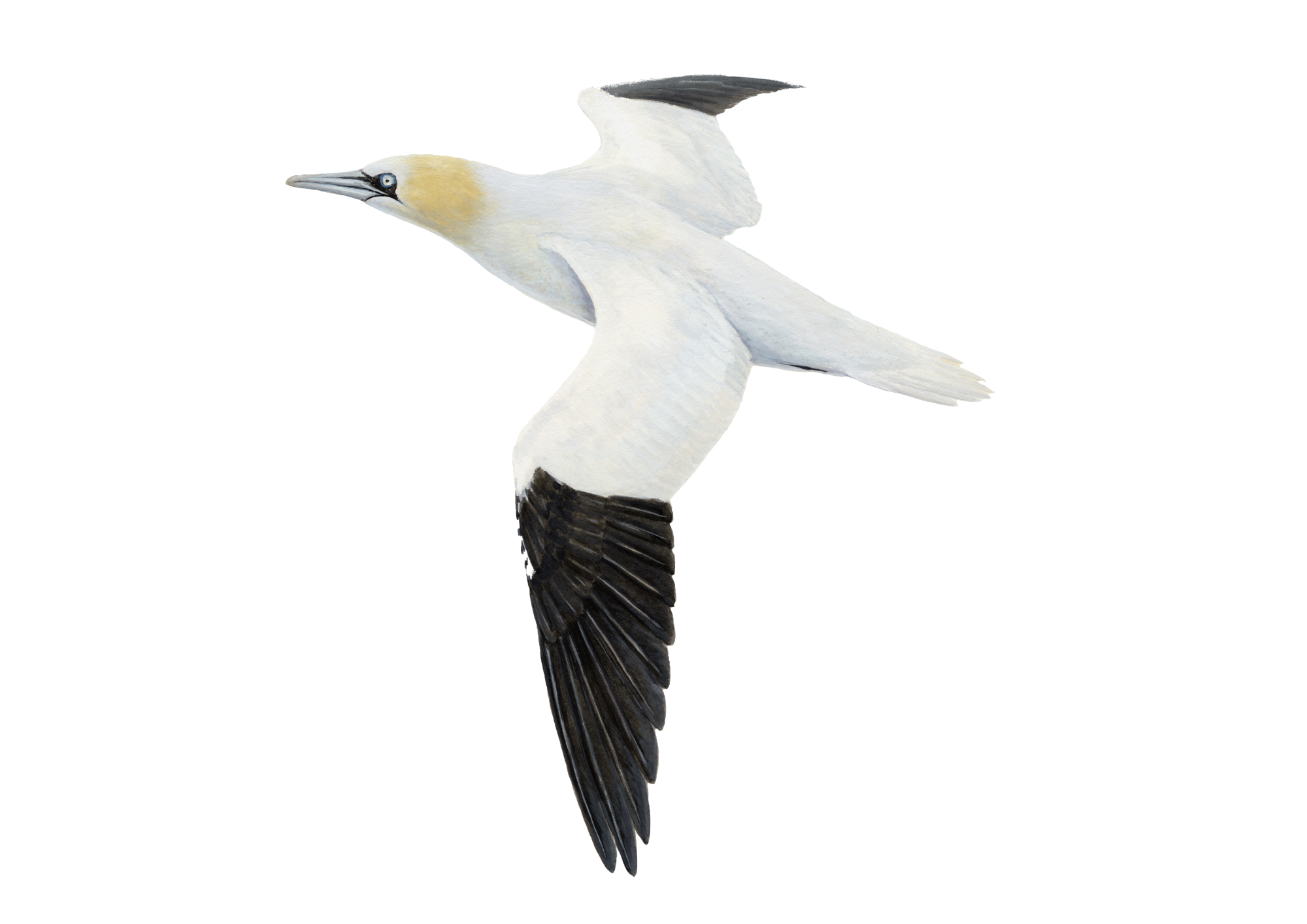 northern gannet