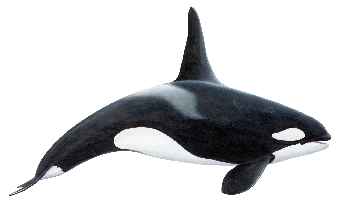 orca killer whale