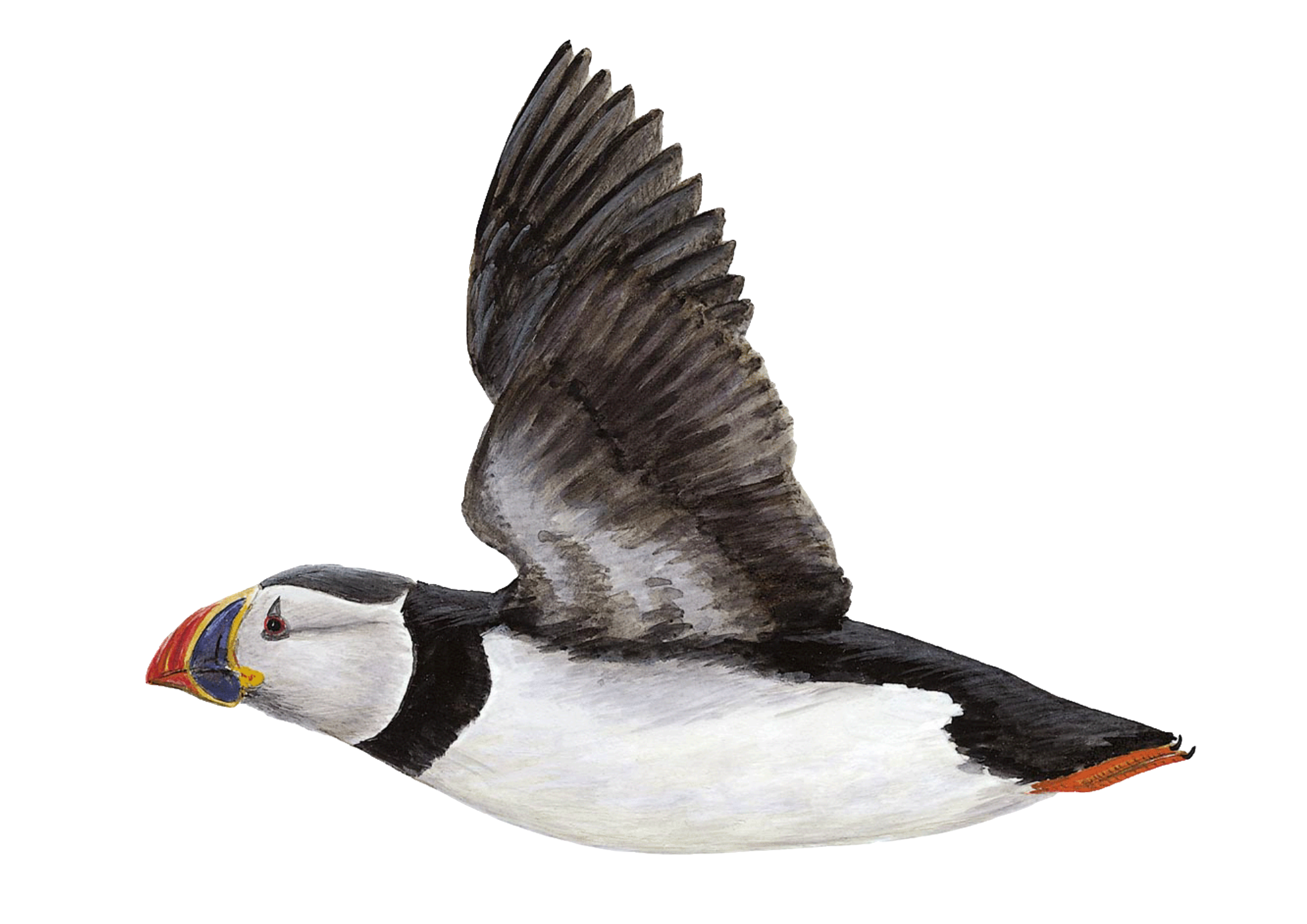 puffin