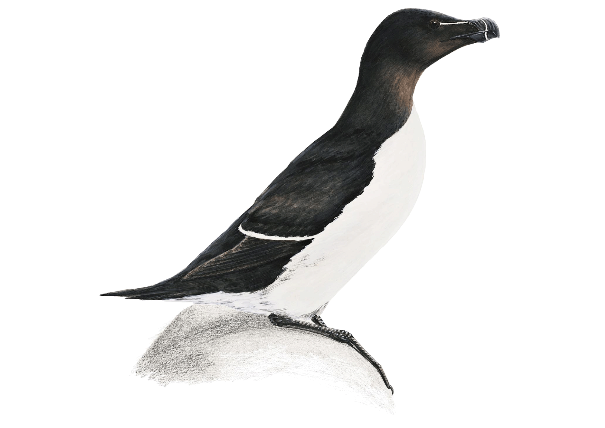 Razorbill