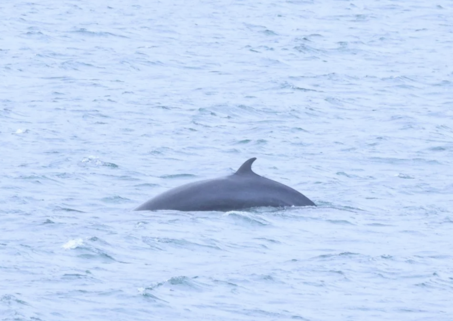 minke 2 august