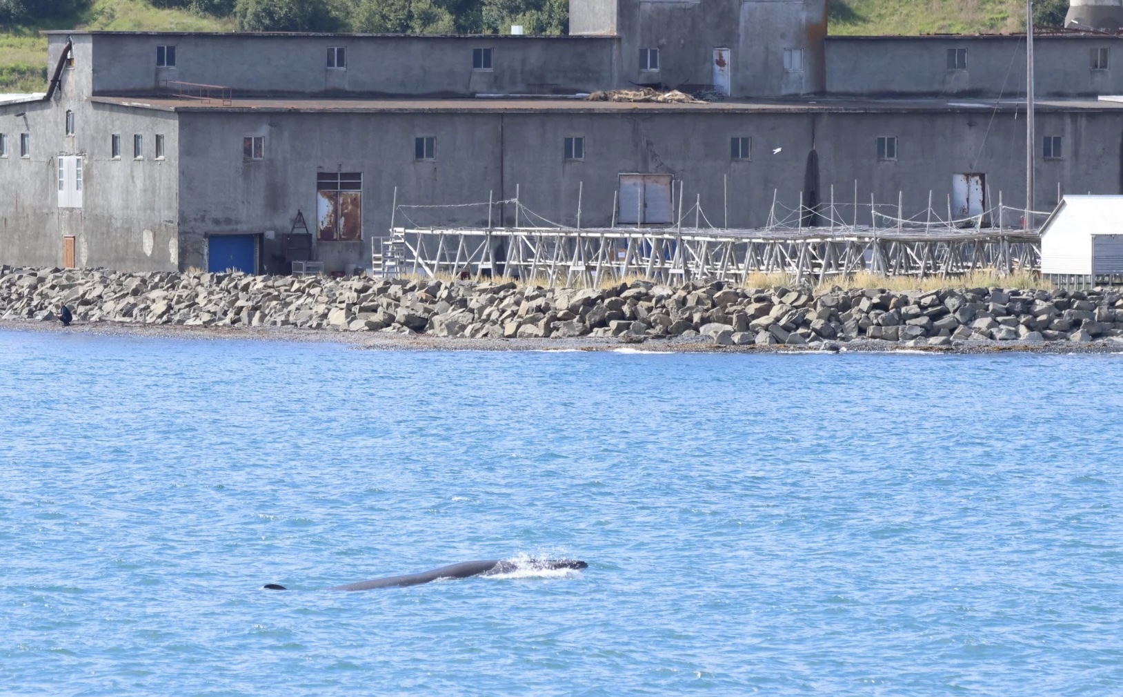 whale near hjalteyri