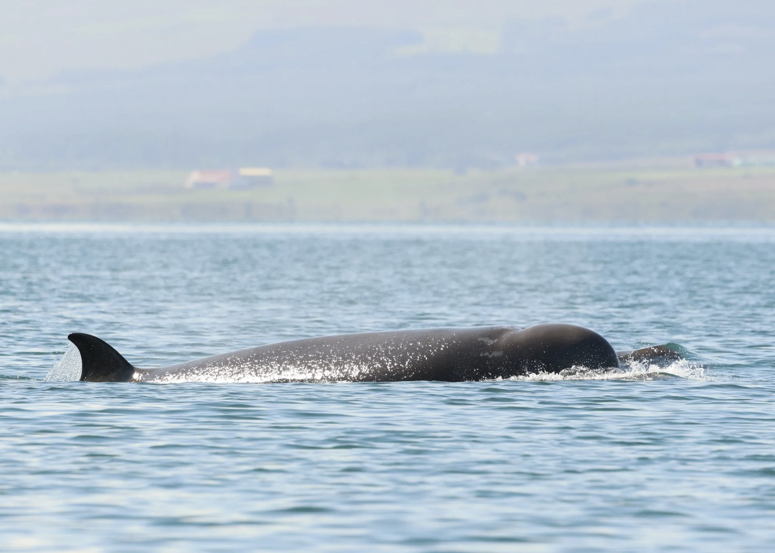 northern bottlenose whales