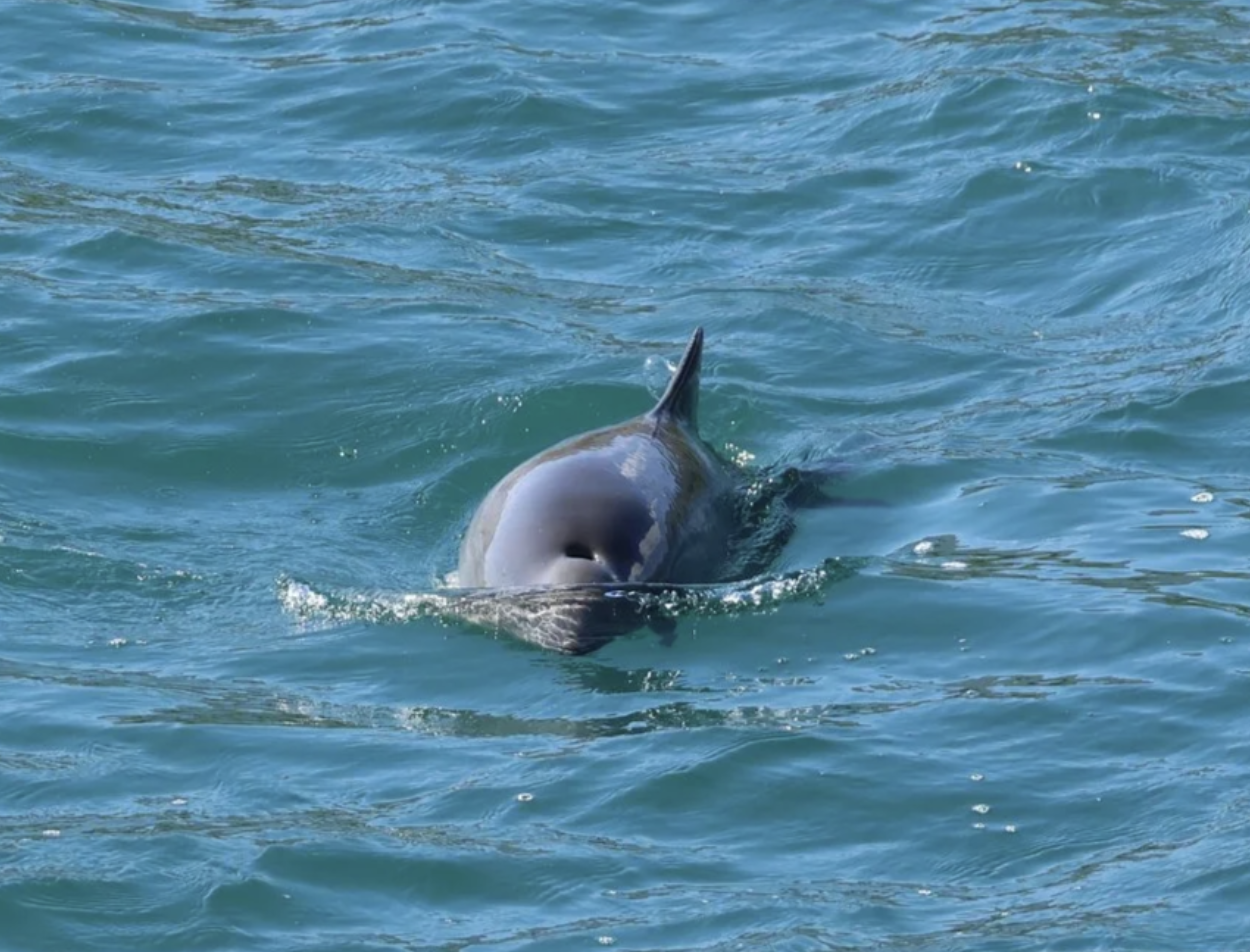 porpoise