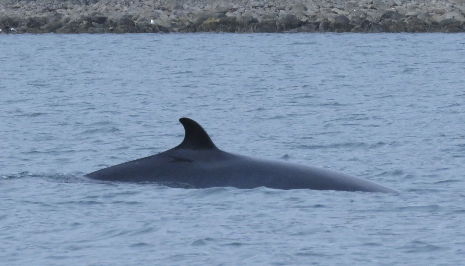 minke whale surfaces