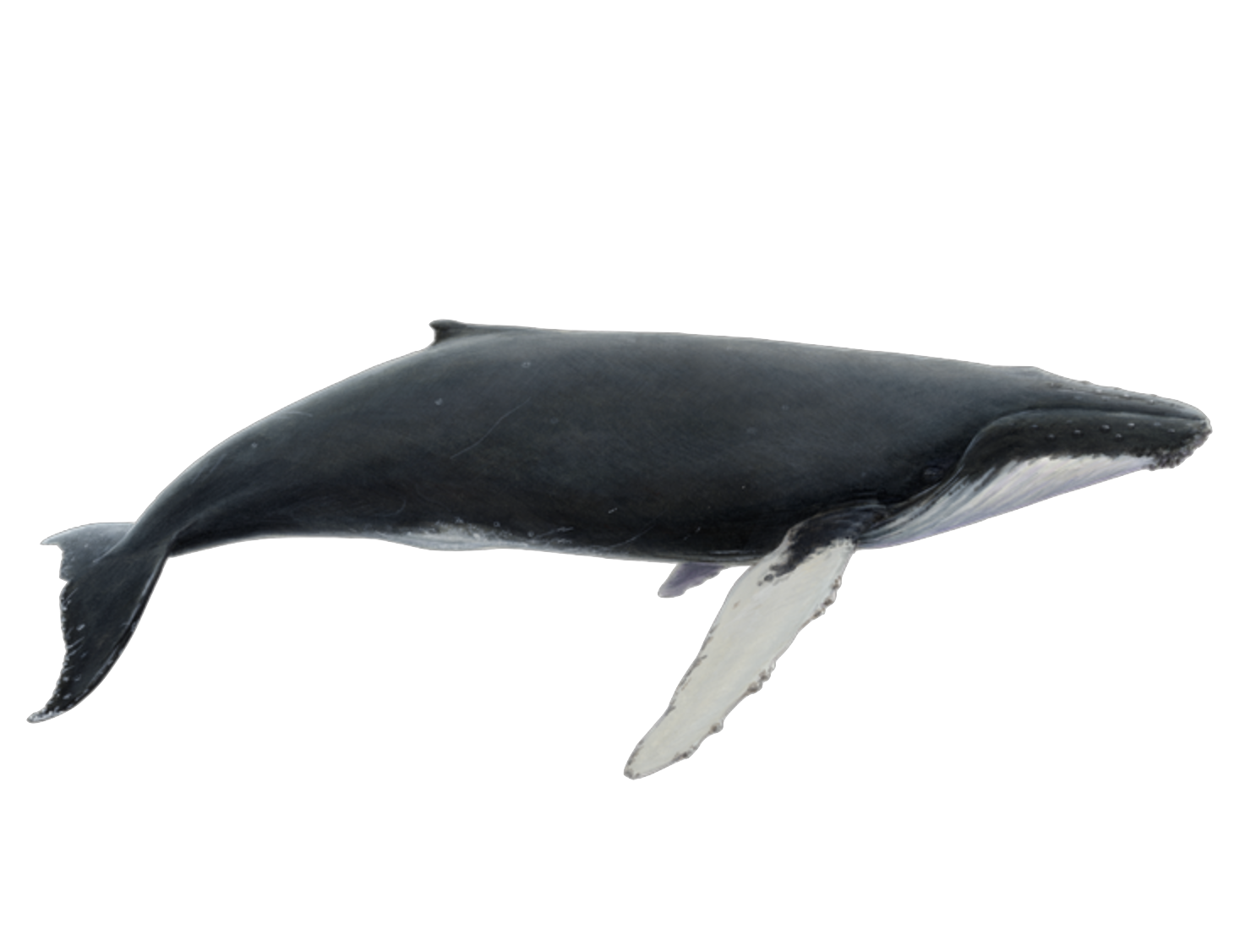 humpback whale transparent background
