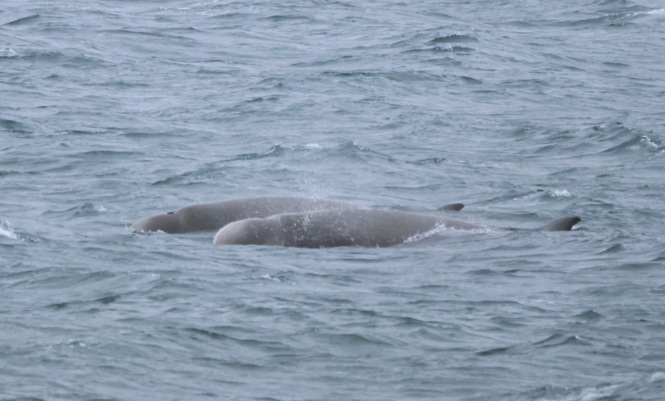 northern bottlenose whales