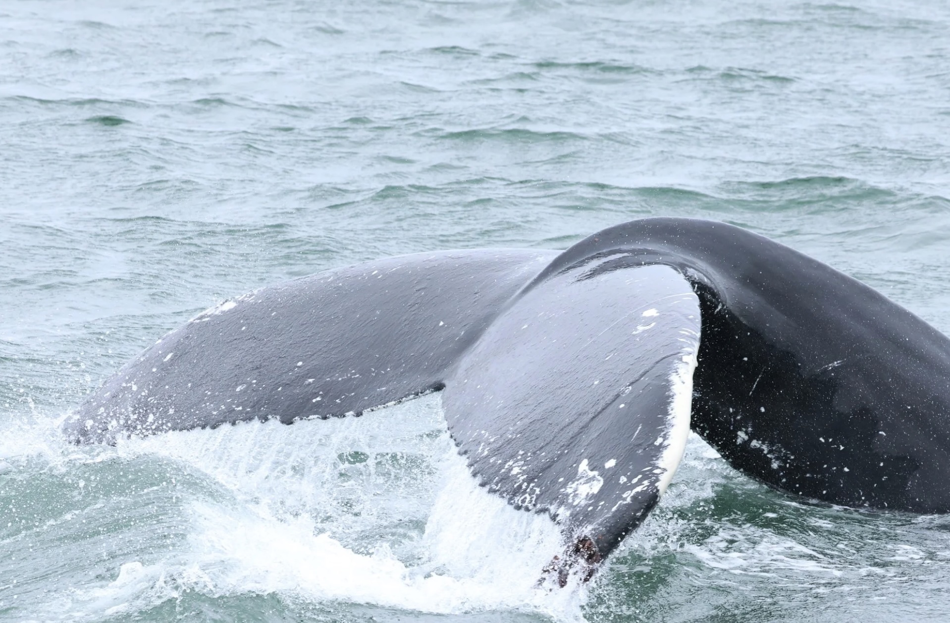 humpback whale