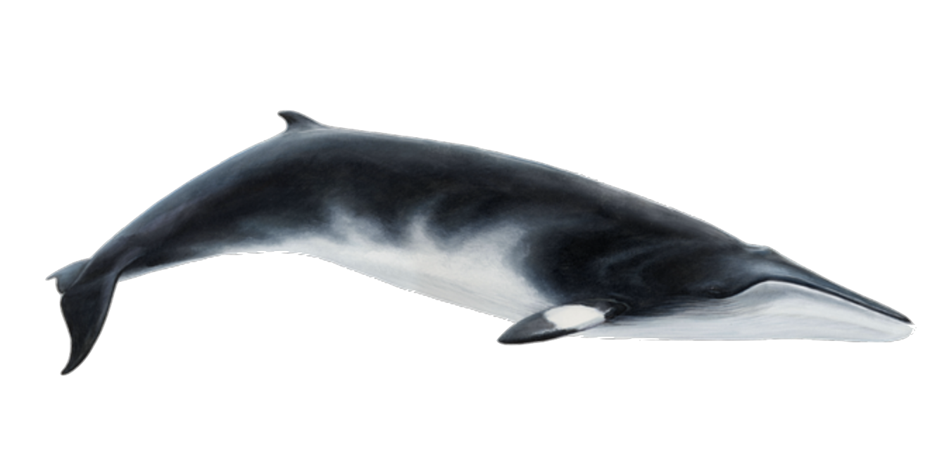 minke whale