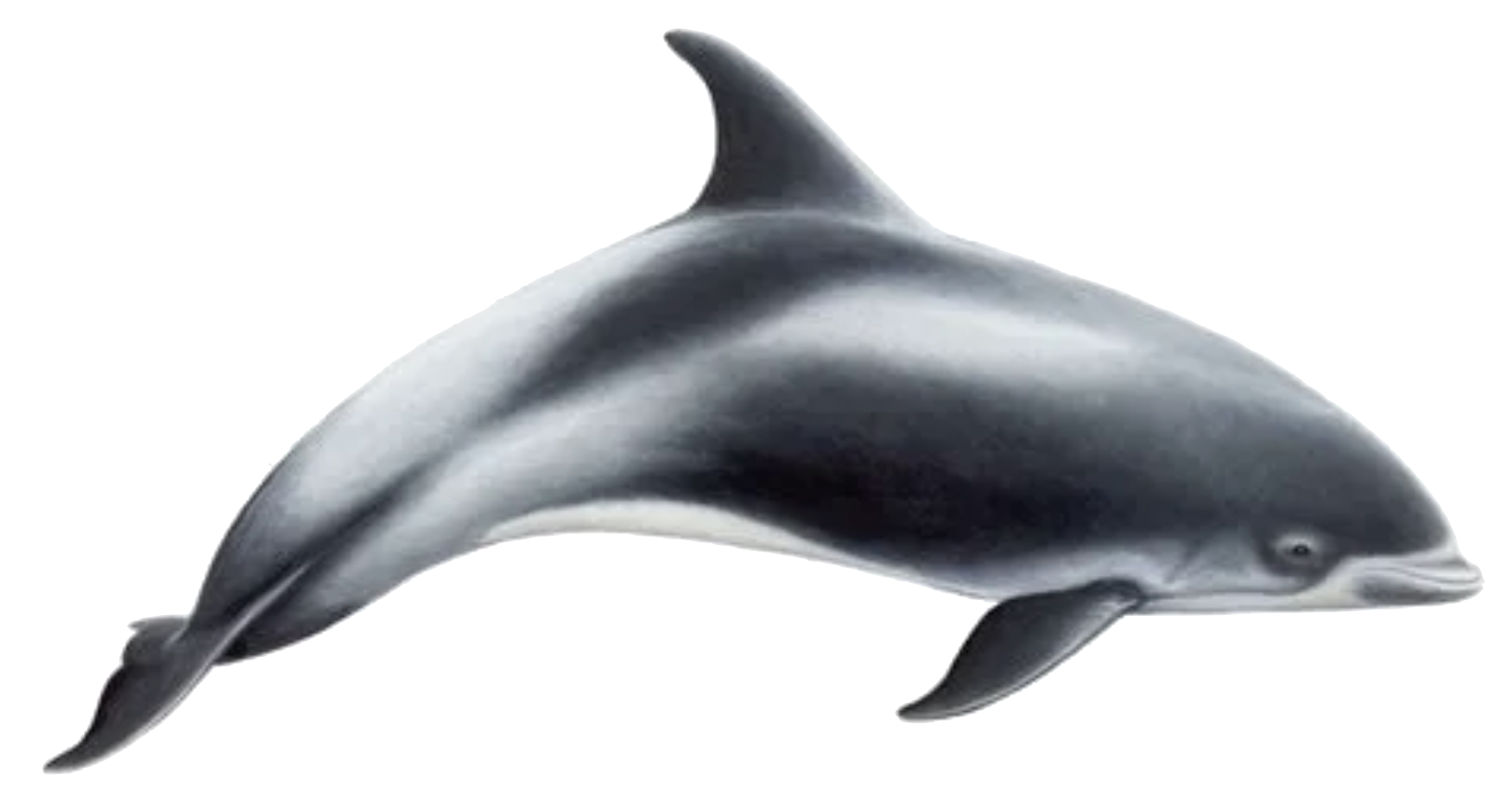 white beaked dolphin info sheet