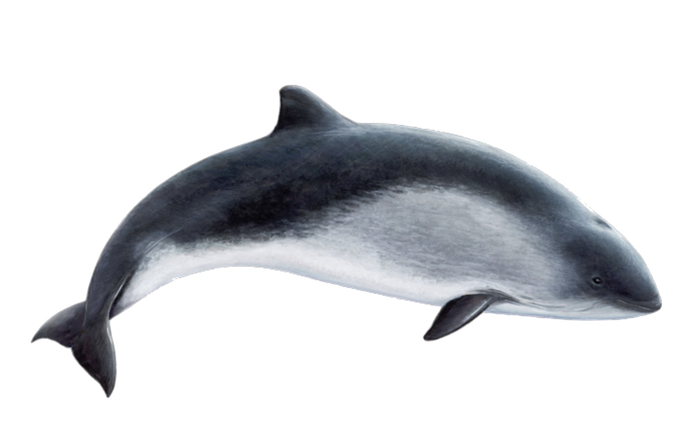 harbour porpoise