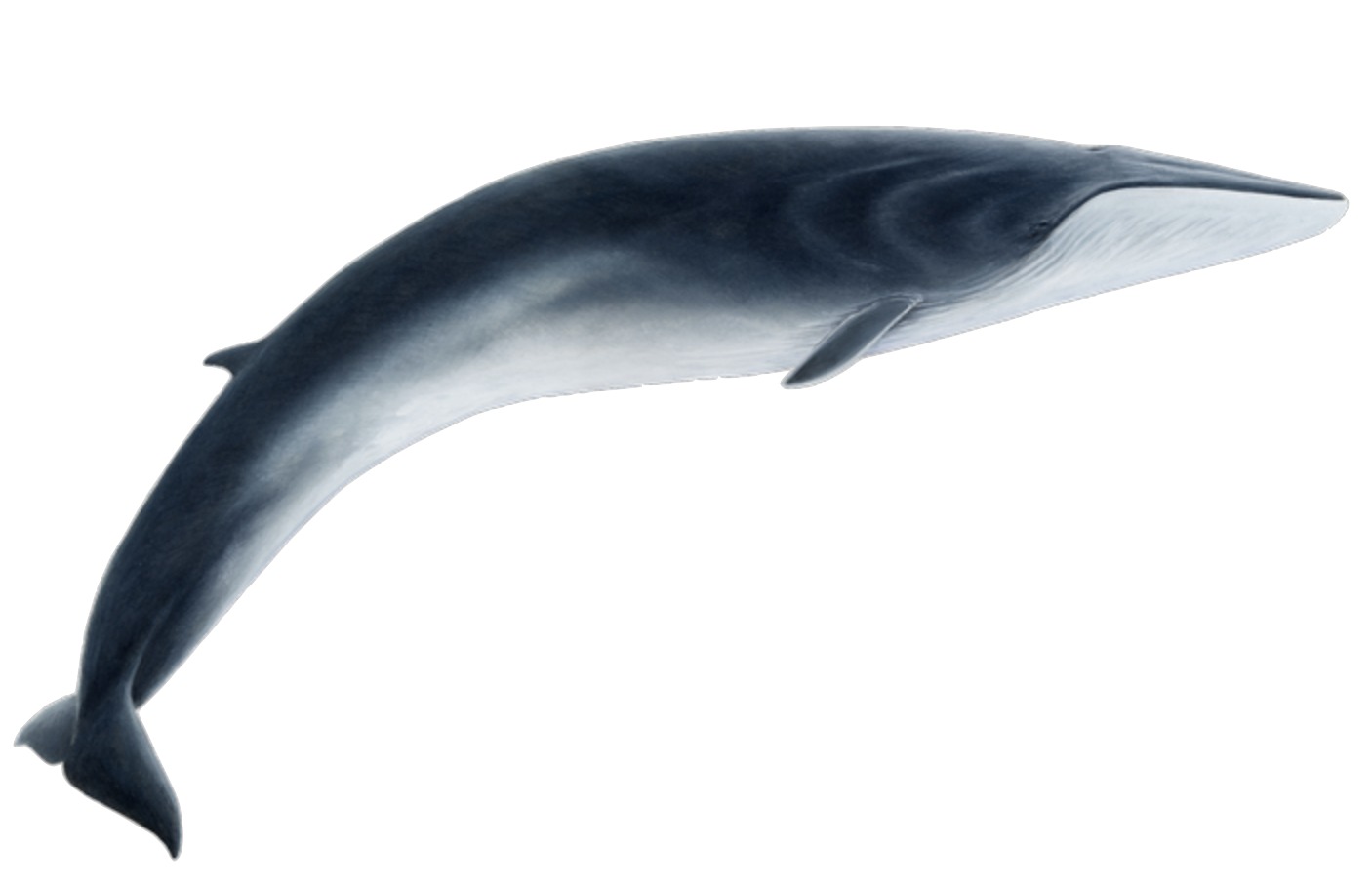 fin whale