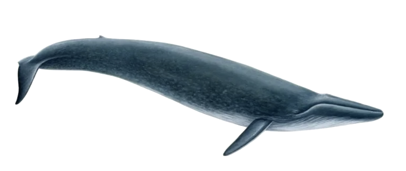 blue whale