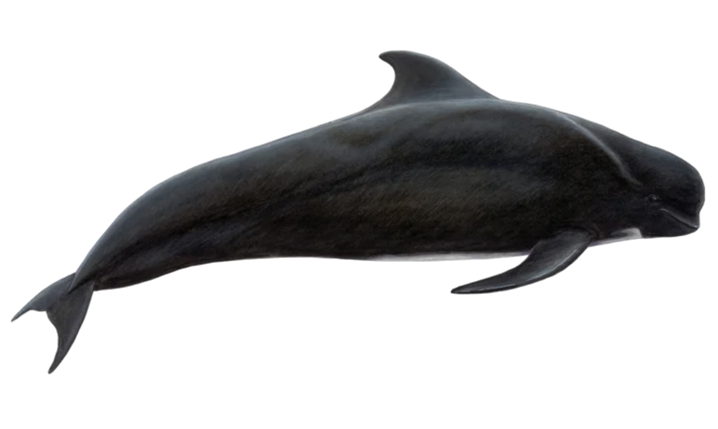 long-finned pilot whale