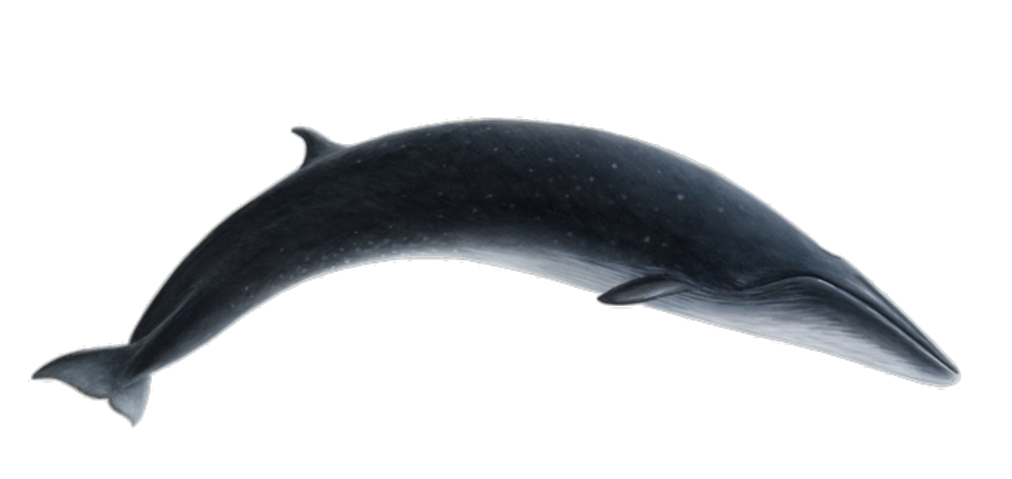 sei whale