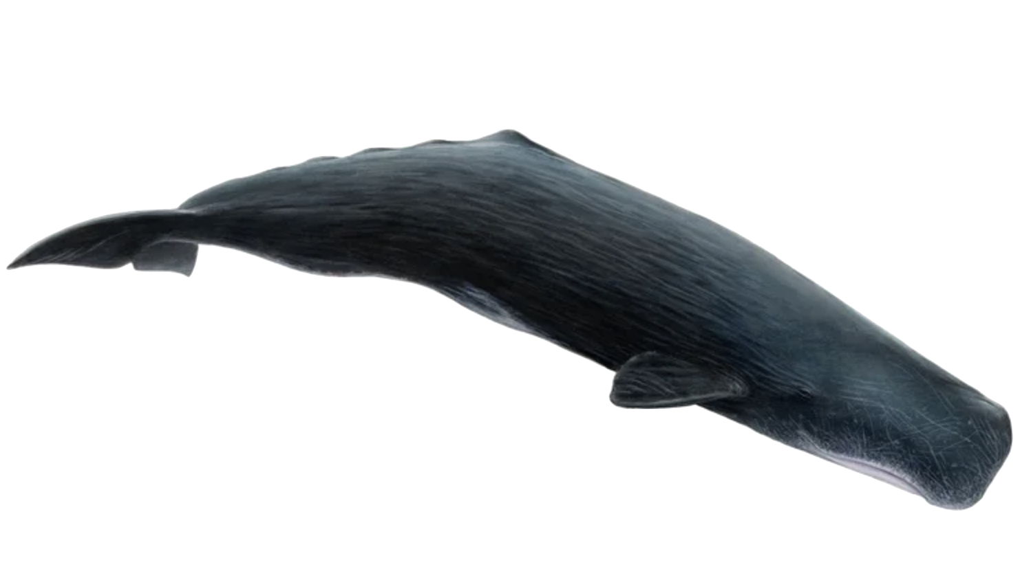 sperm whale