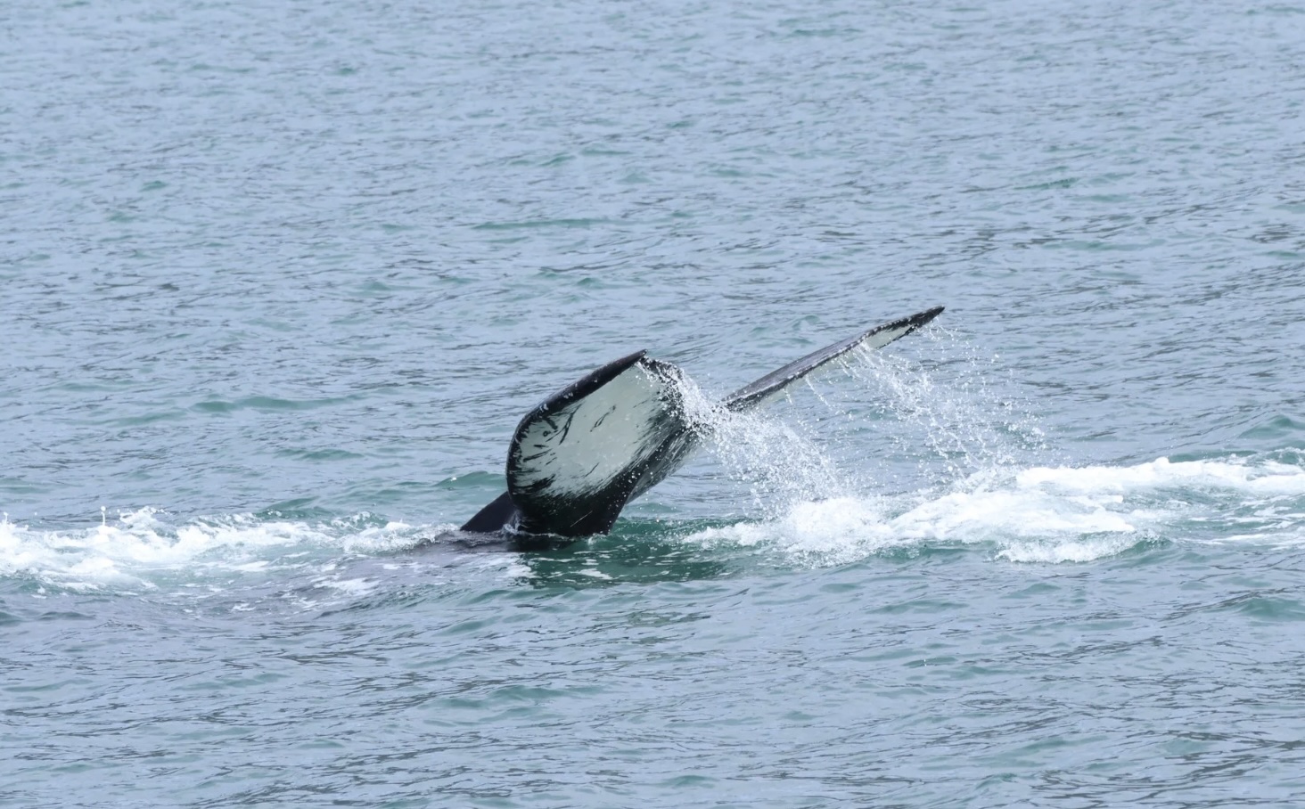 humpback whale fluke