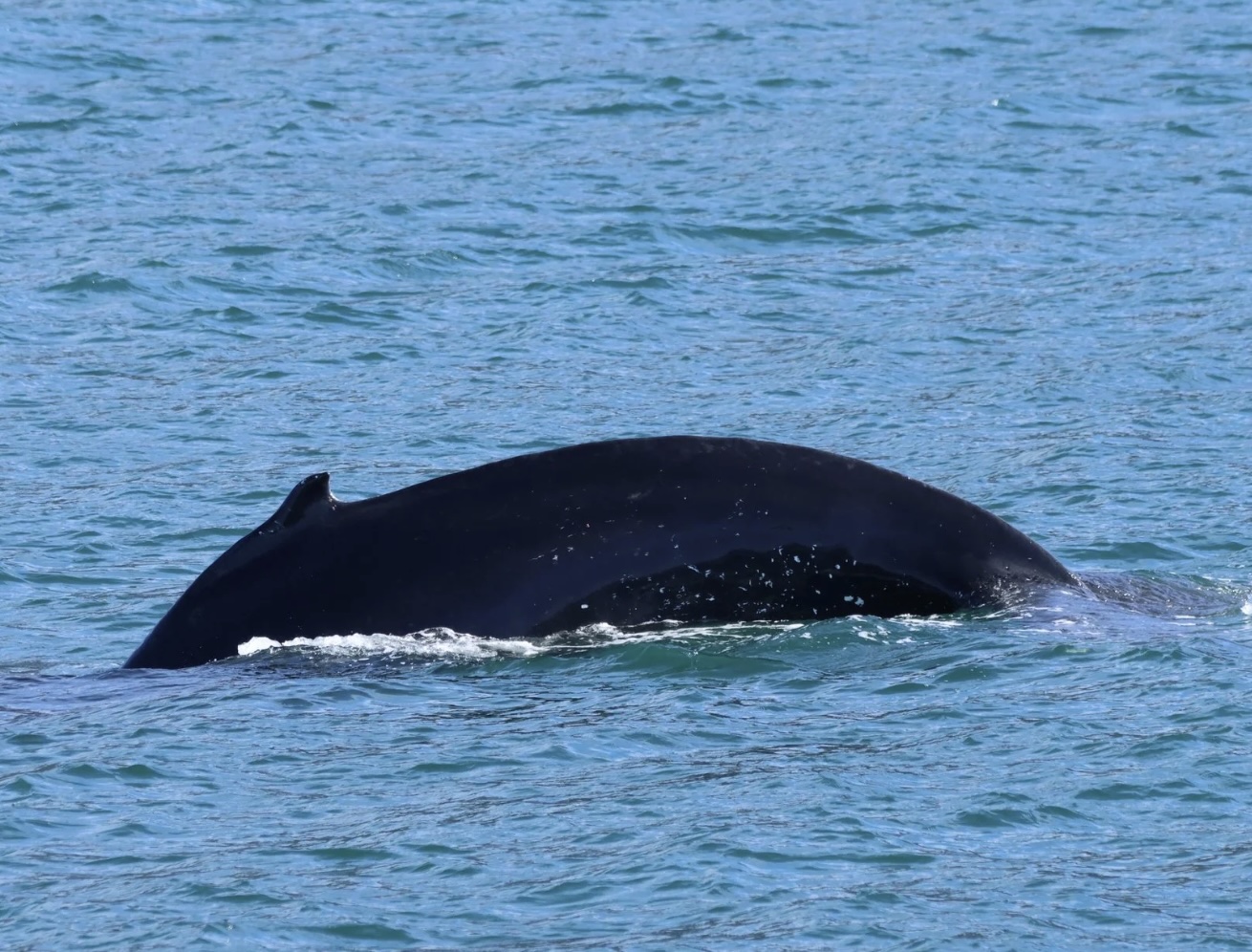 humpback whale