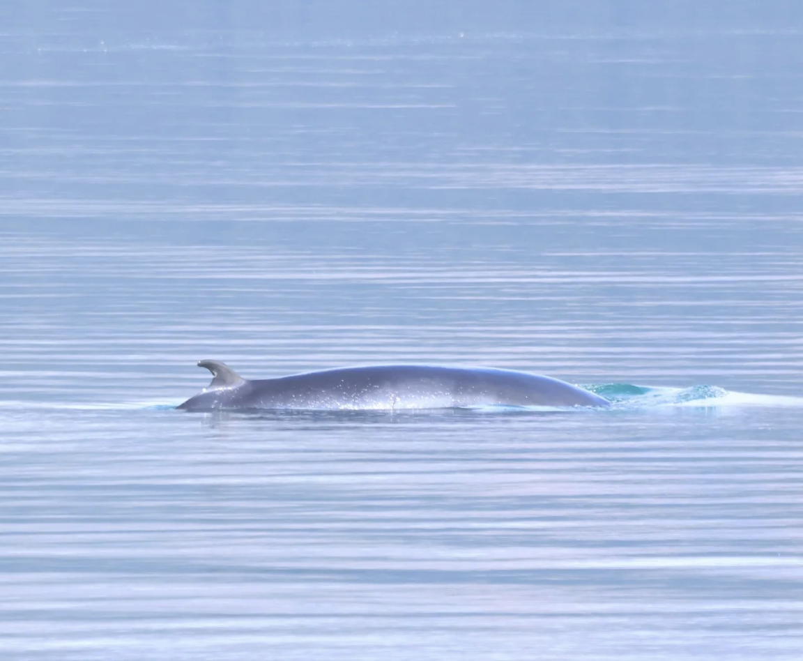 minke whale sleek back