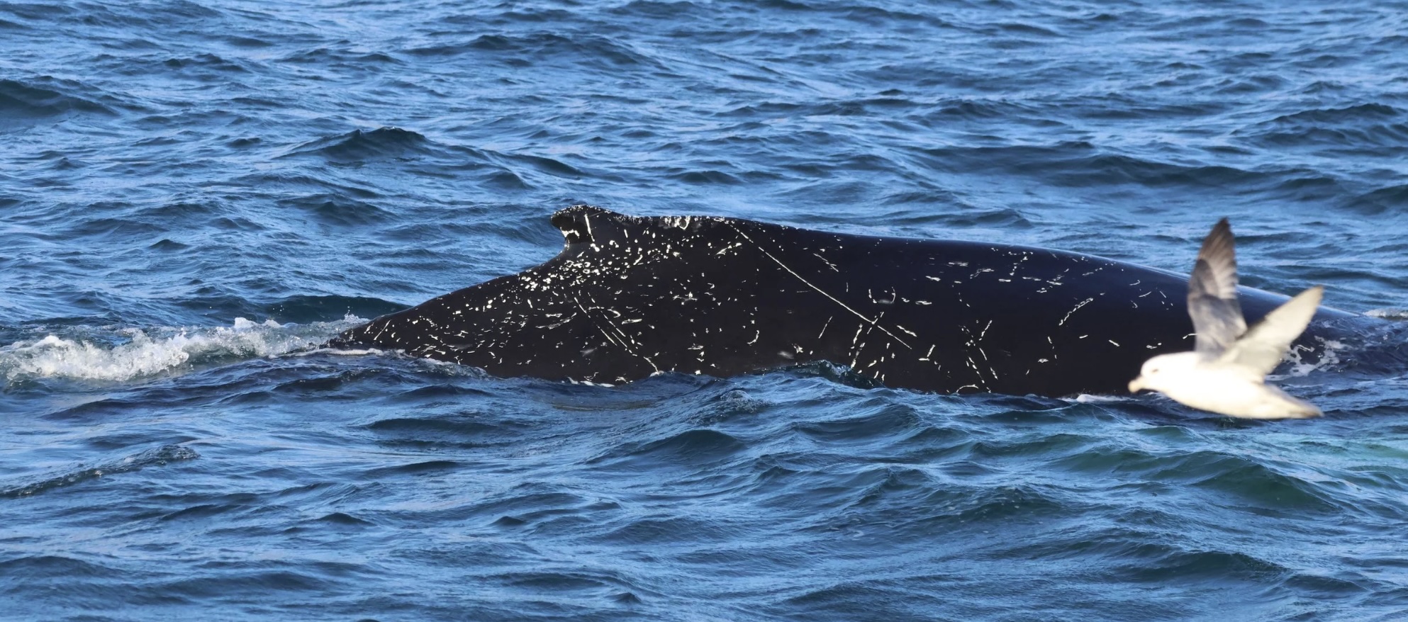 humpback whale