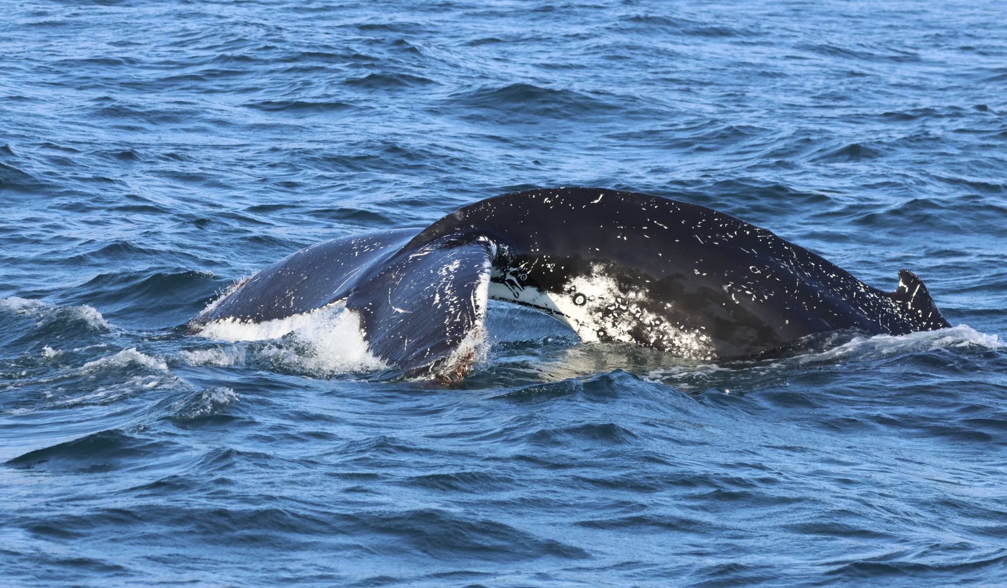 humpback whale