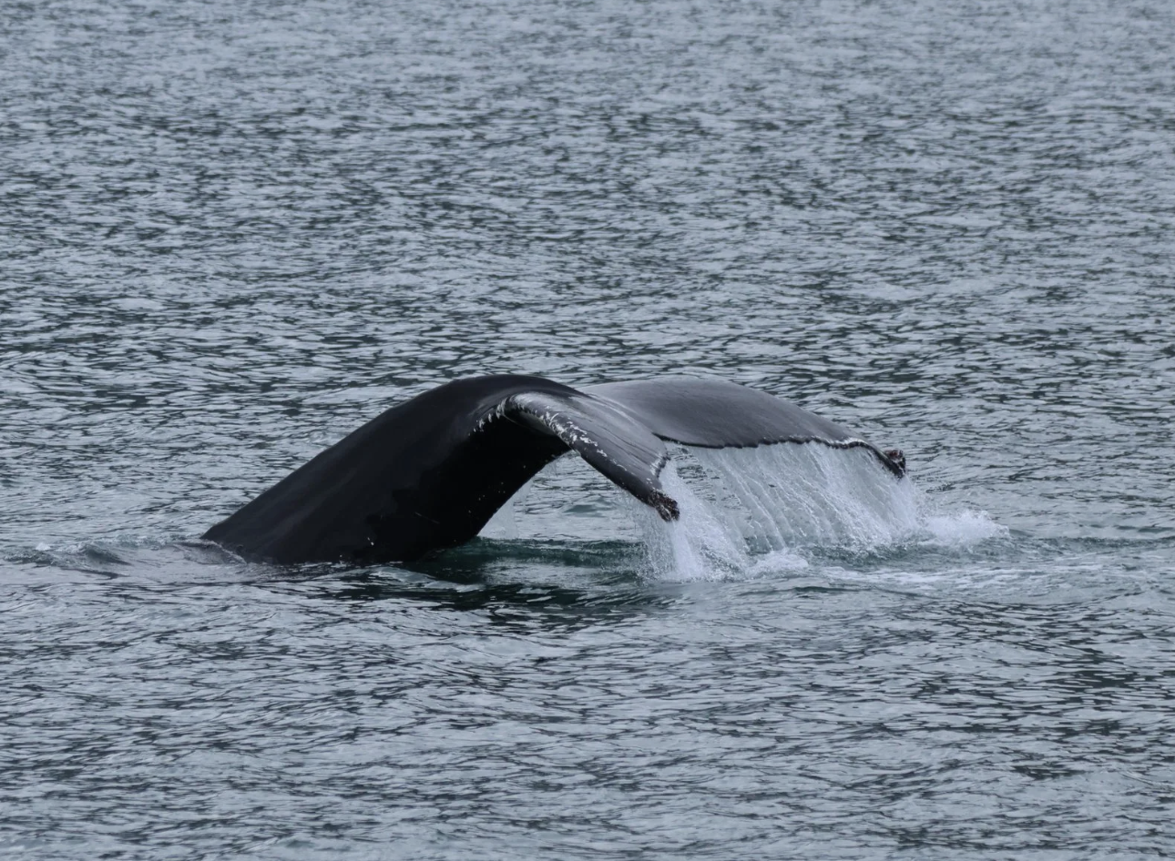 humpback whale