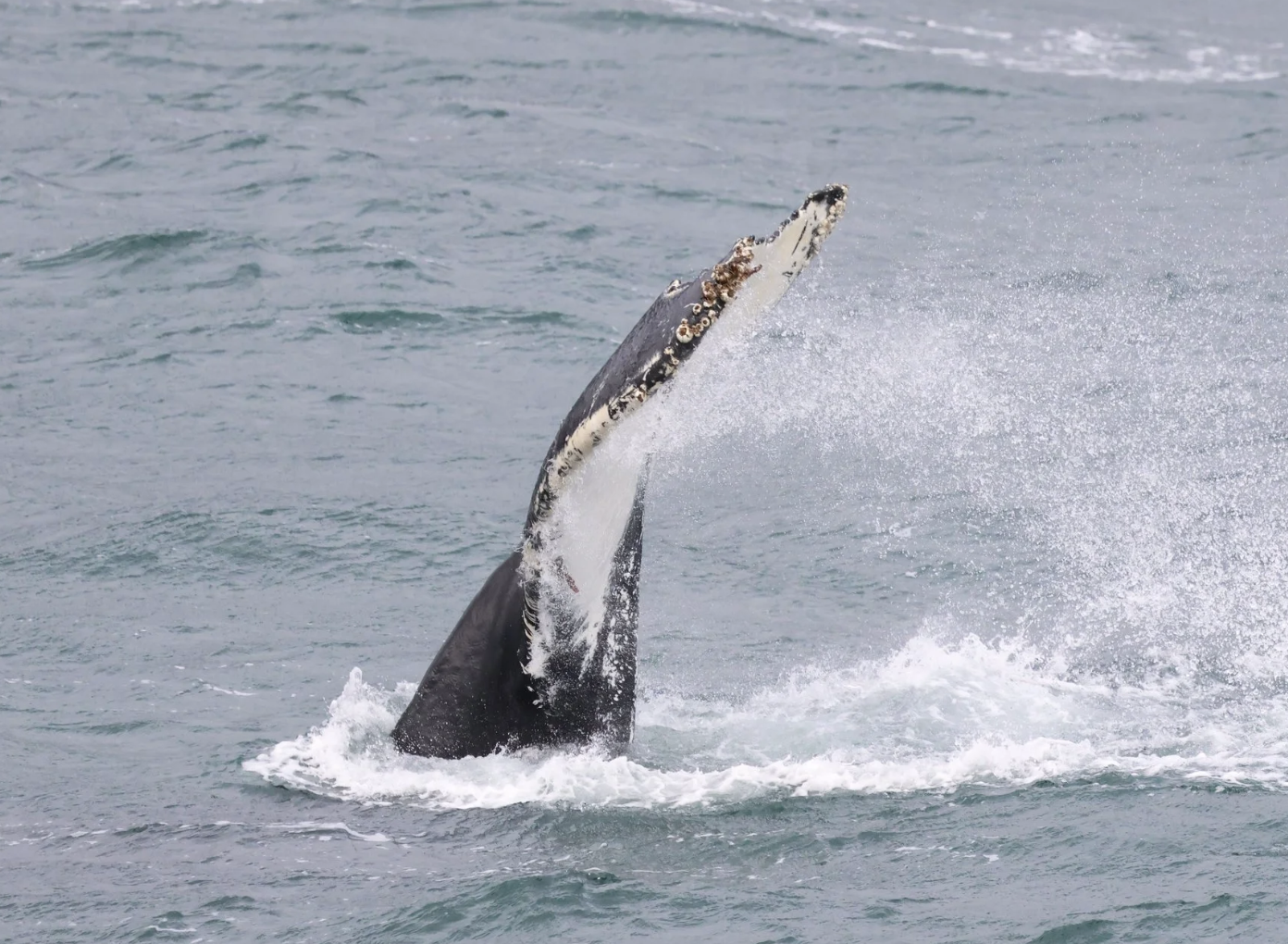 humpback whale