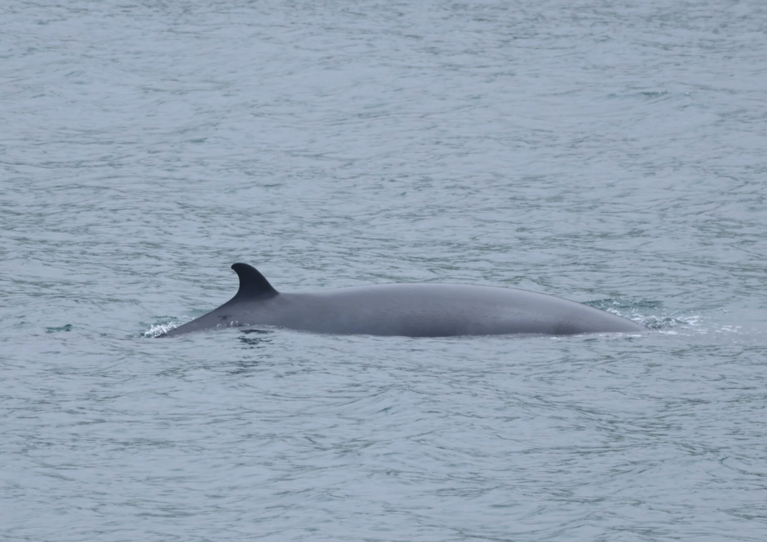 minke whale