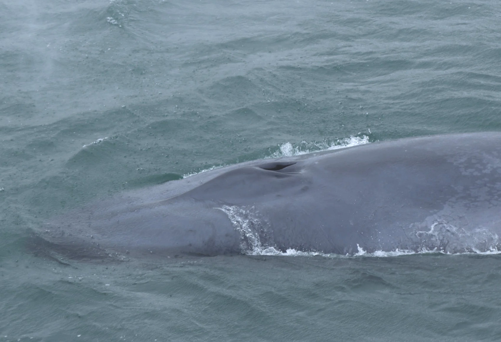 blue whale
