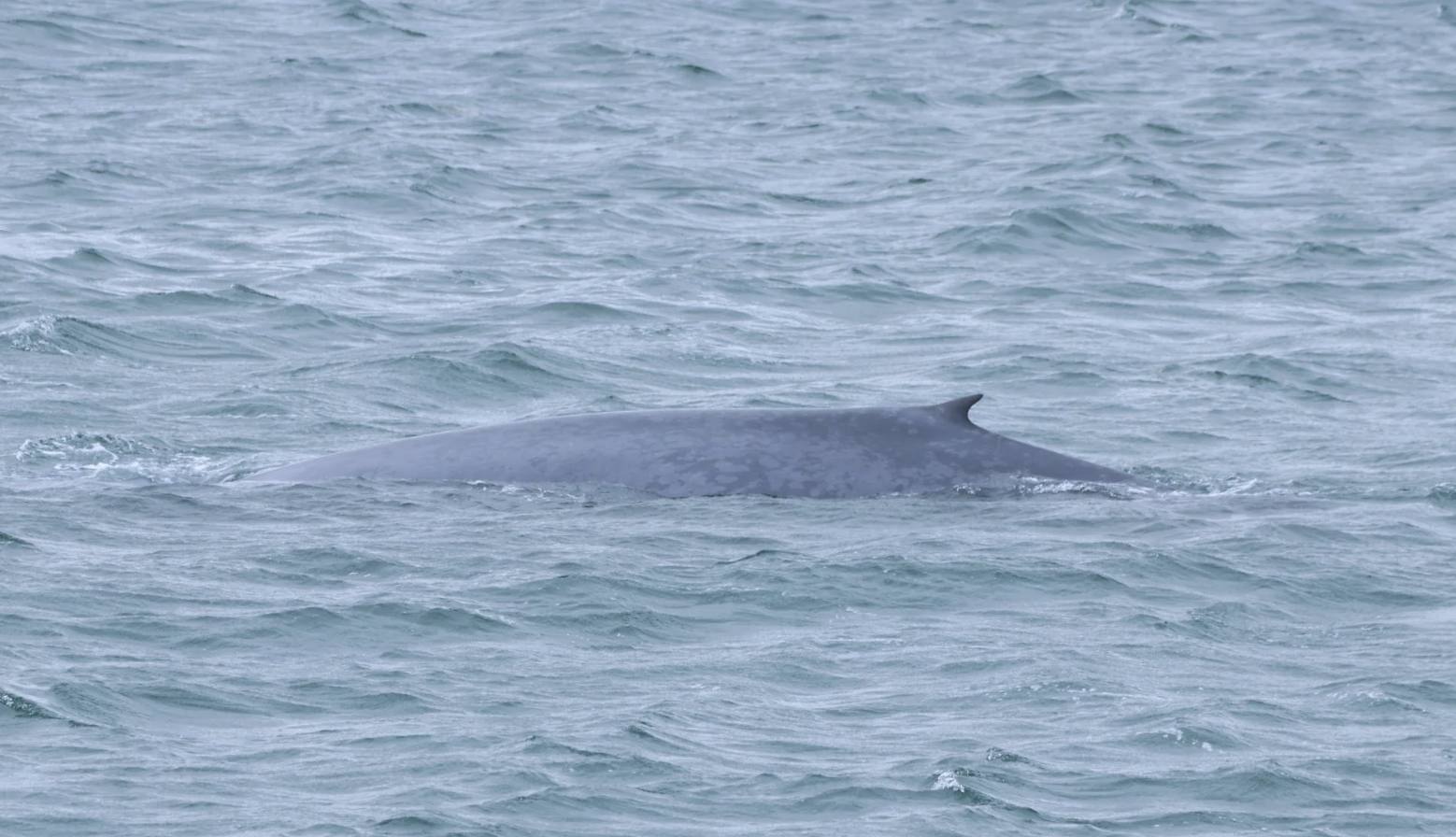 blue whale