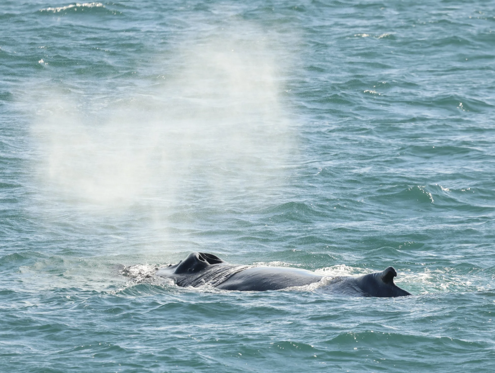 humpback whale