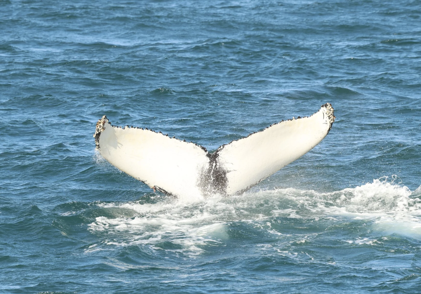 humpback whale fluke