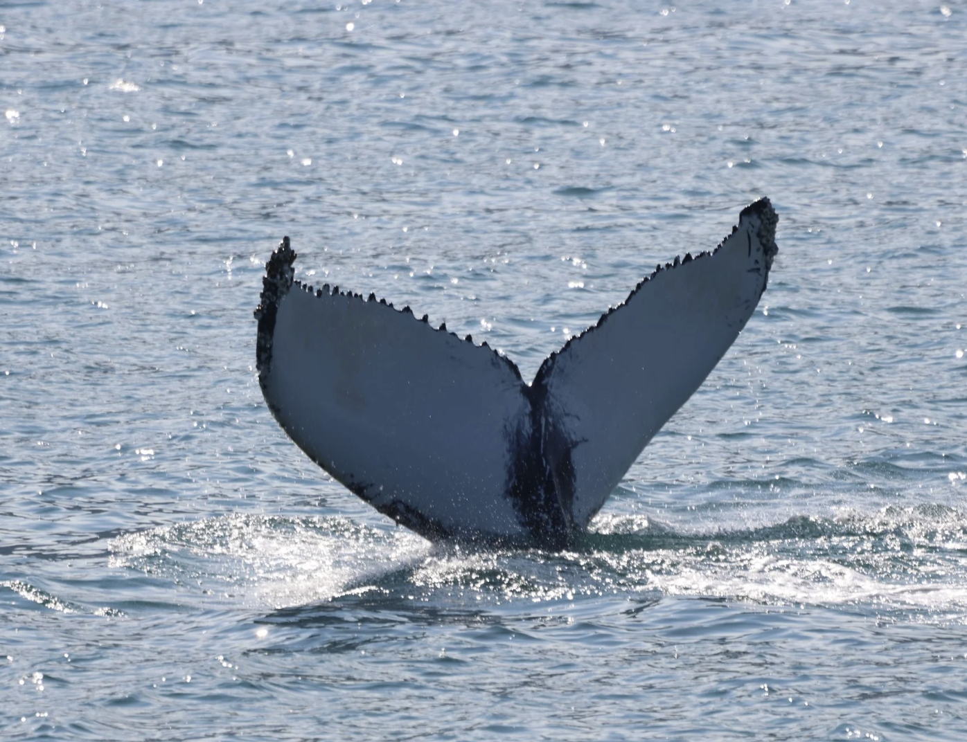 humpback whale