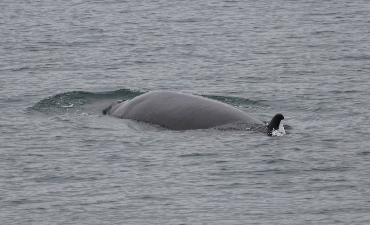 minke whale
