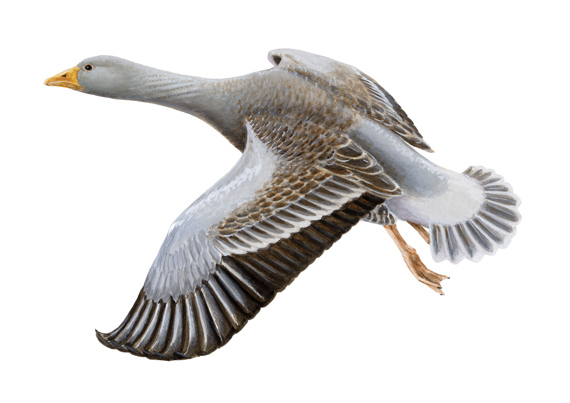 greylag goose