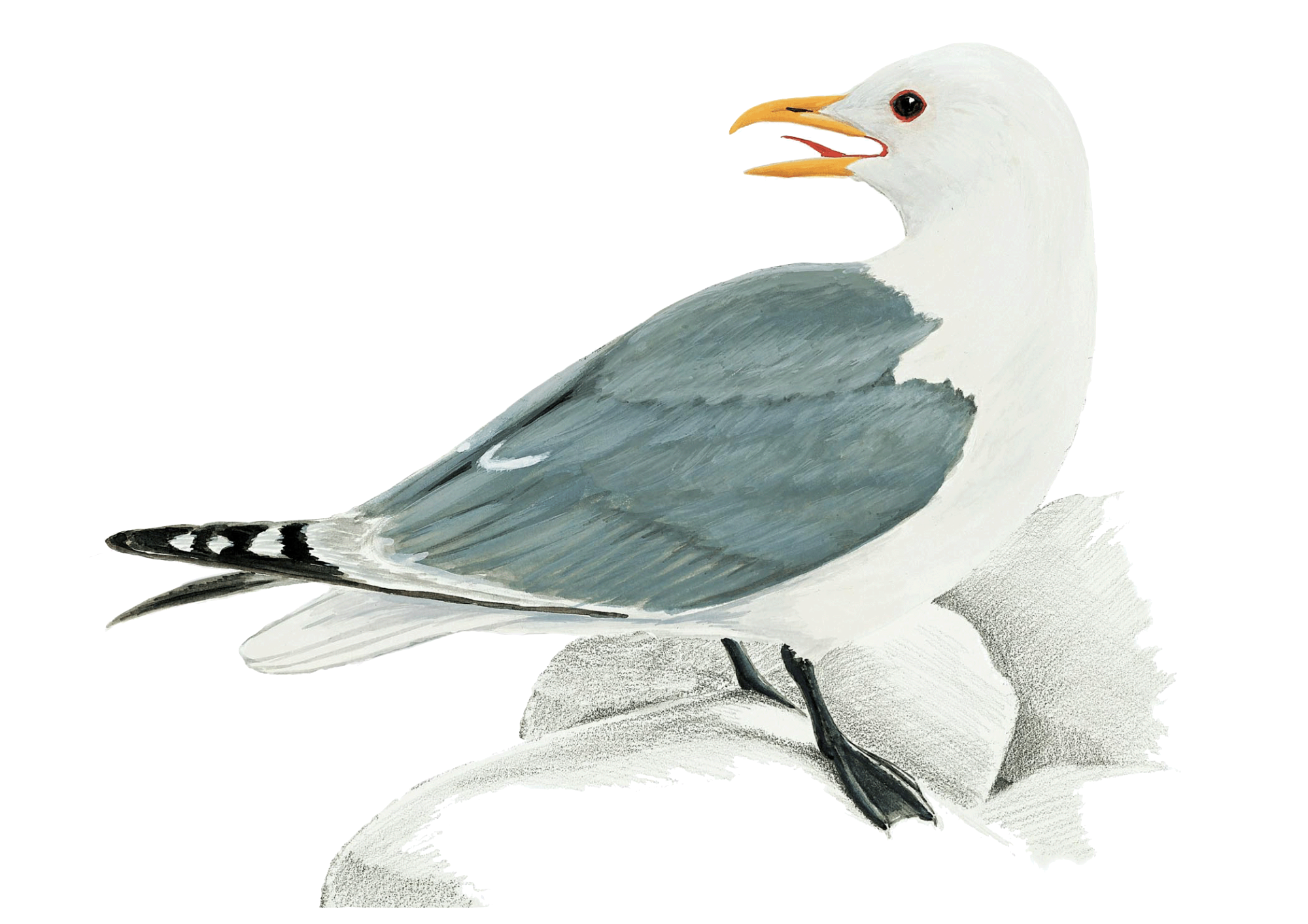kittiwake